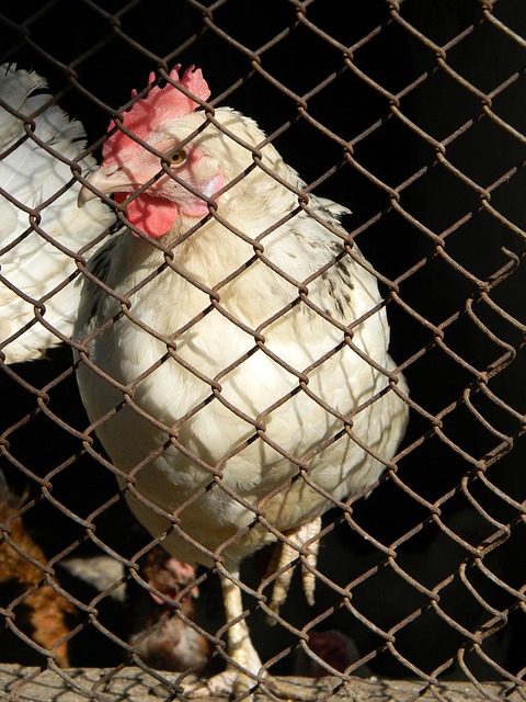 球守门员 球守门员