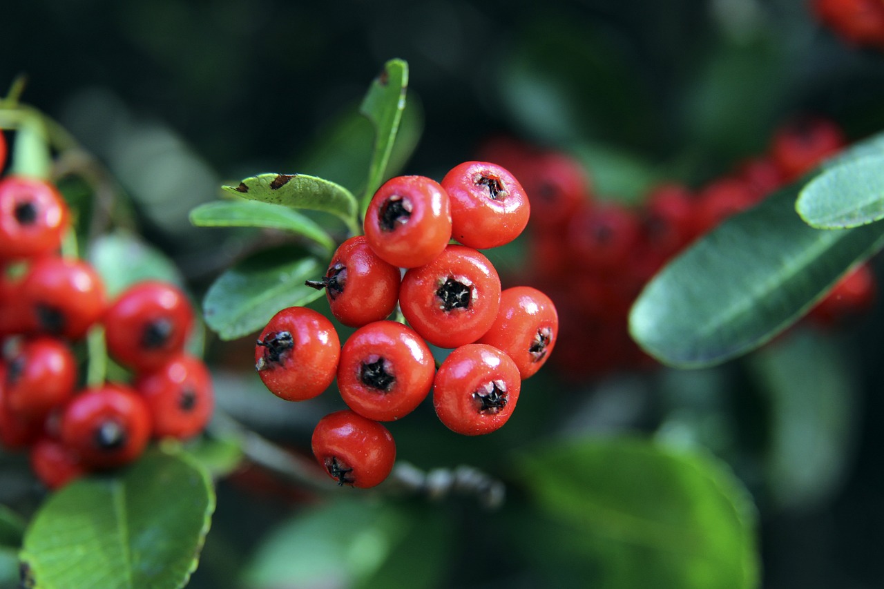 诺的崛起之 诺的崛起之