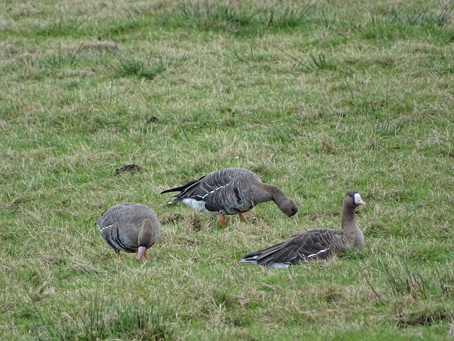 但它為裁判 但它為裁判